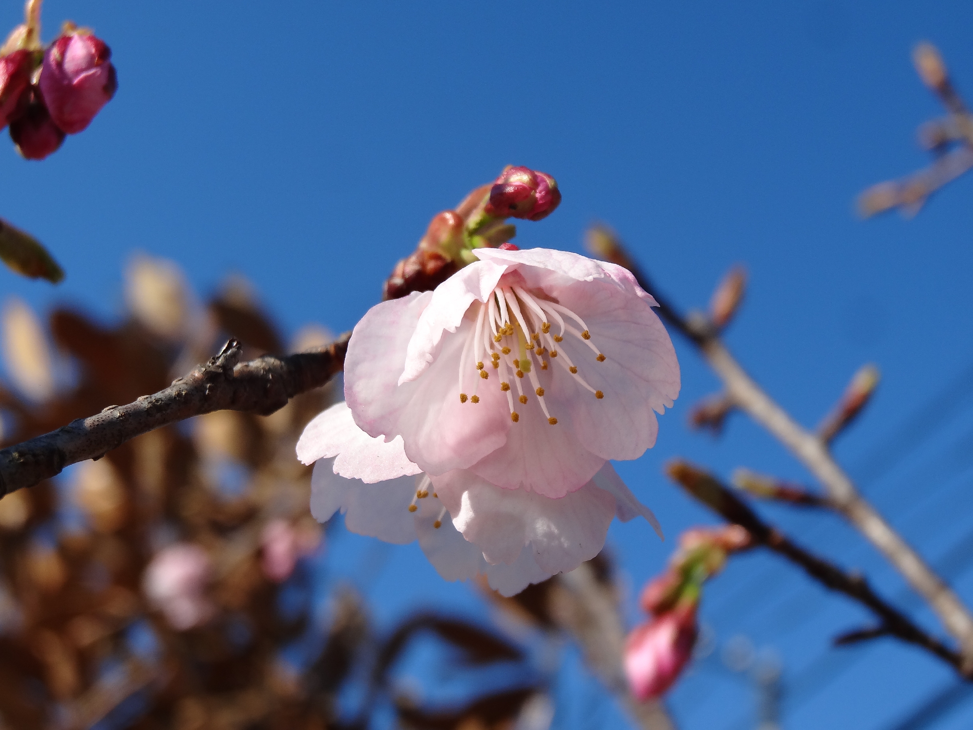 会社の”安行桜”が咲きました！