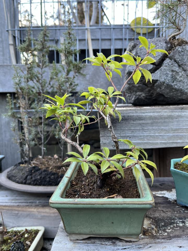 赤松小品盆栽と墨石の盆栽鉢