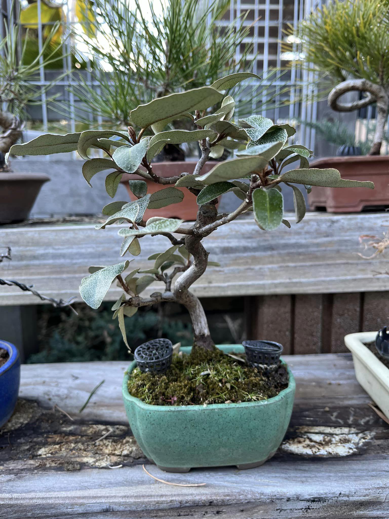 赤松小品盆栽と墨石の盆栽鉢