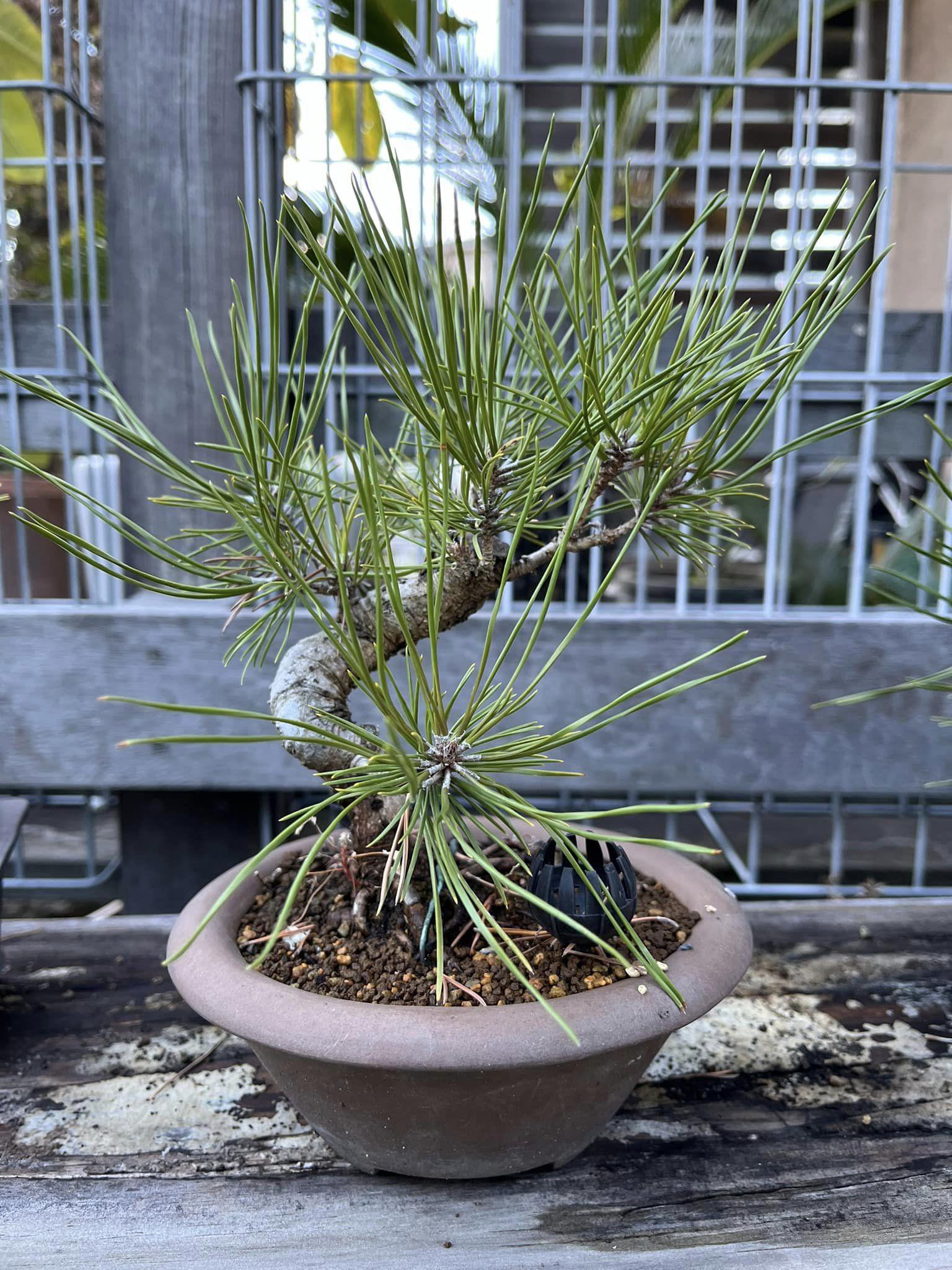 芸術品◆上級品　ローマ風　壁画様式　天井照明　ステンドランプ工芸品　花蝶柄　壁掛けウォールライト 洋式 電気ライト 欧米風　D022 ステンドグラス 照明（テイスト（インテリア）クラシック