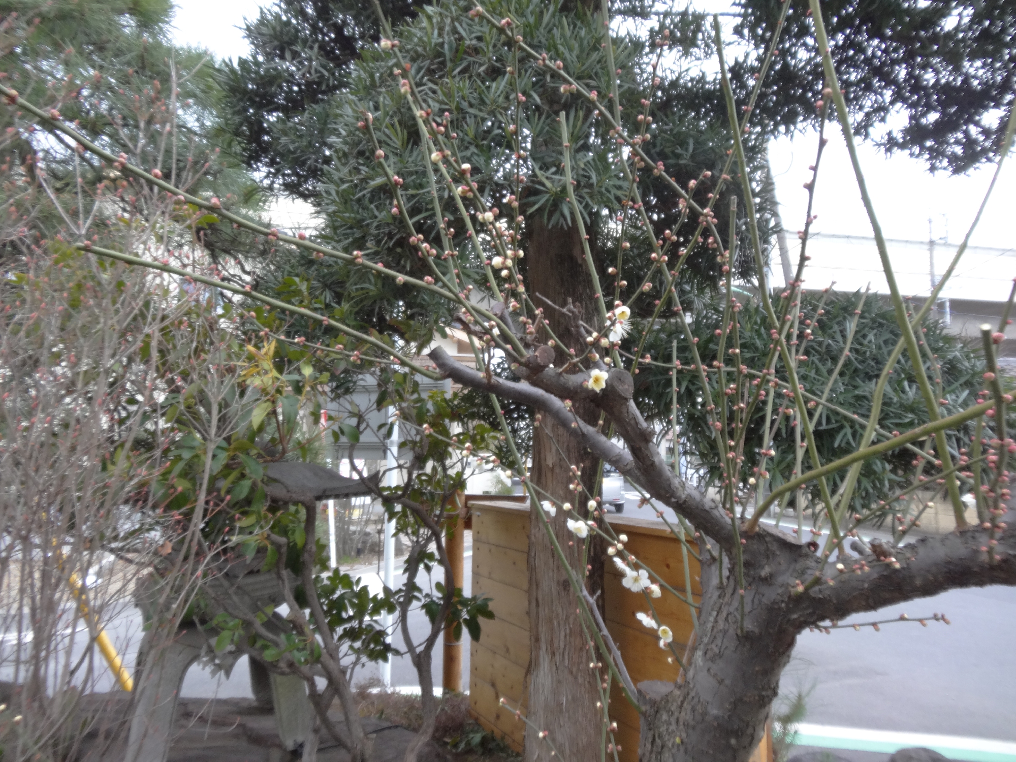 不要樹木だった梅が咲き始めました！