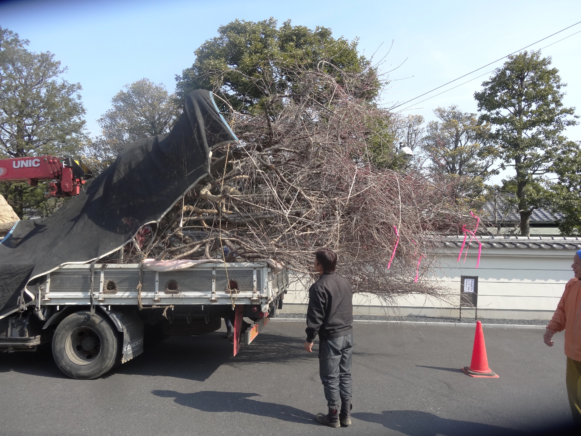 しだれ桜の植え替え②