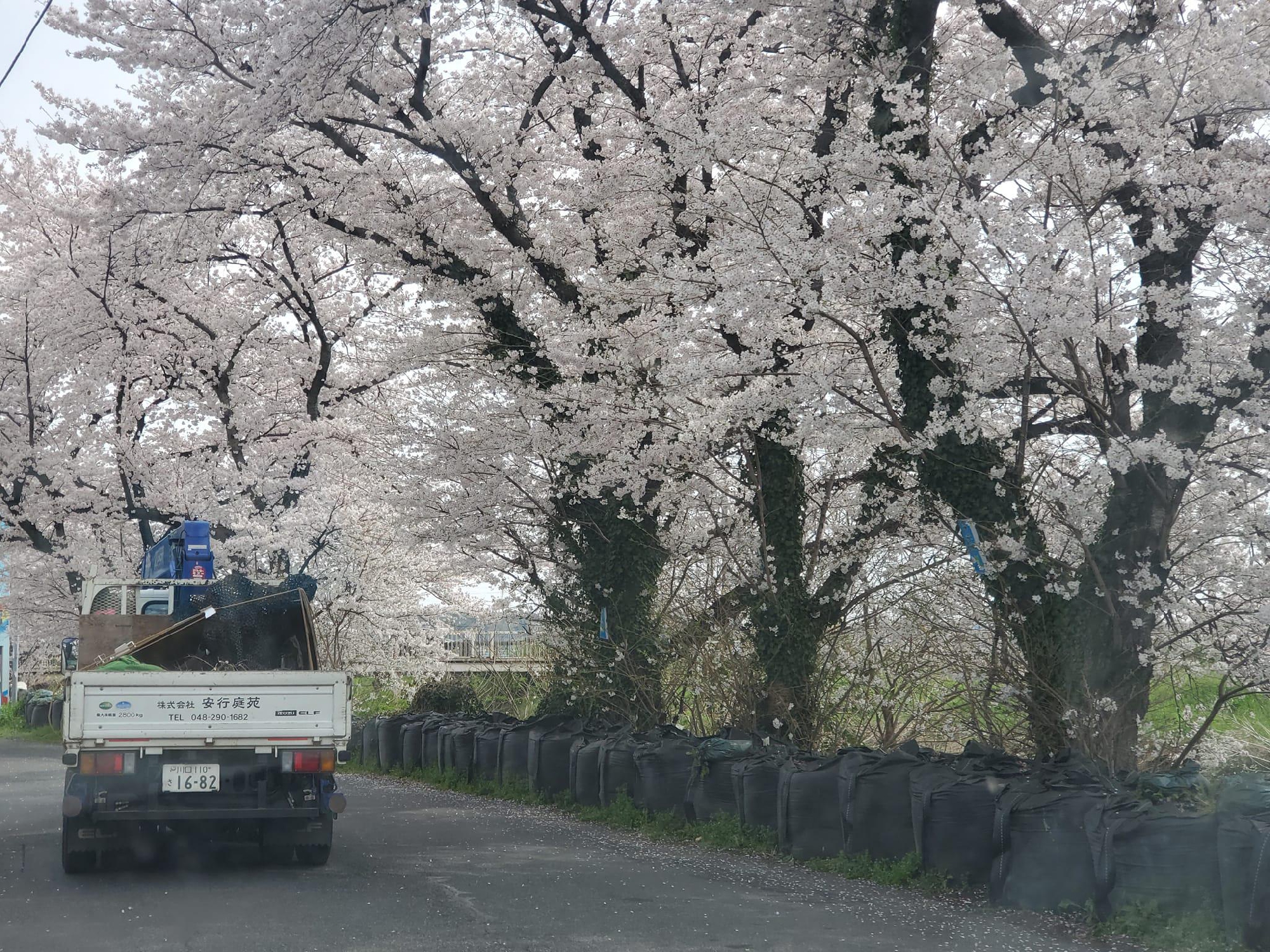 桜回廊