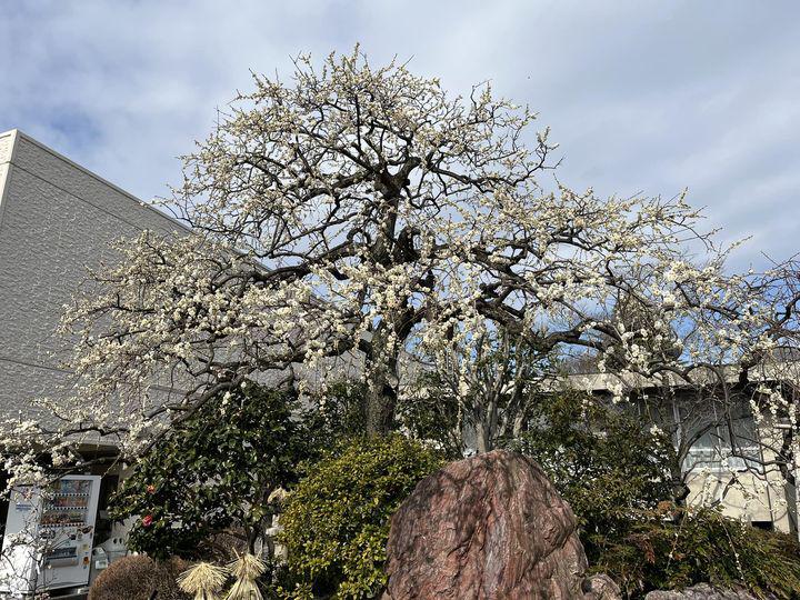 琳派（梅の木）