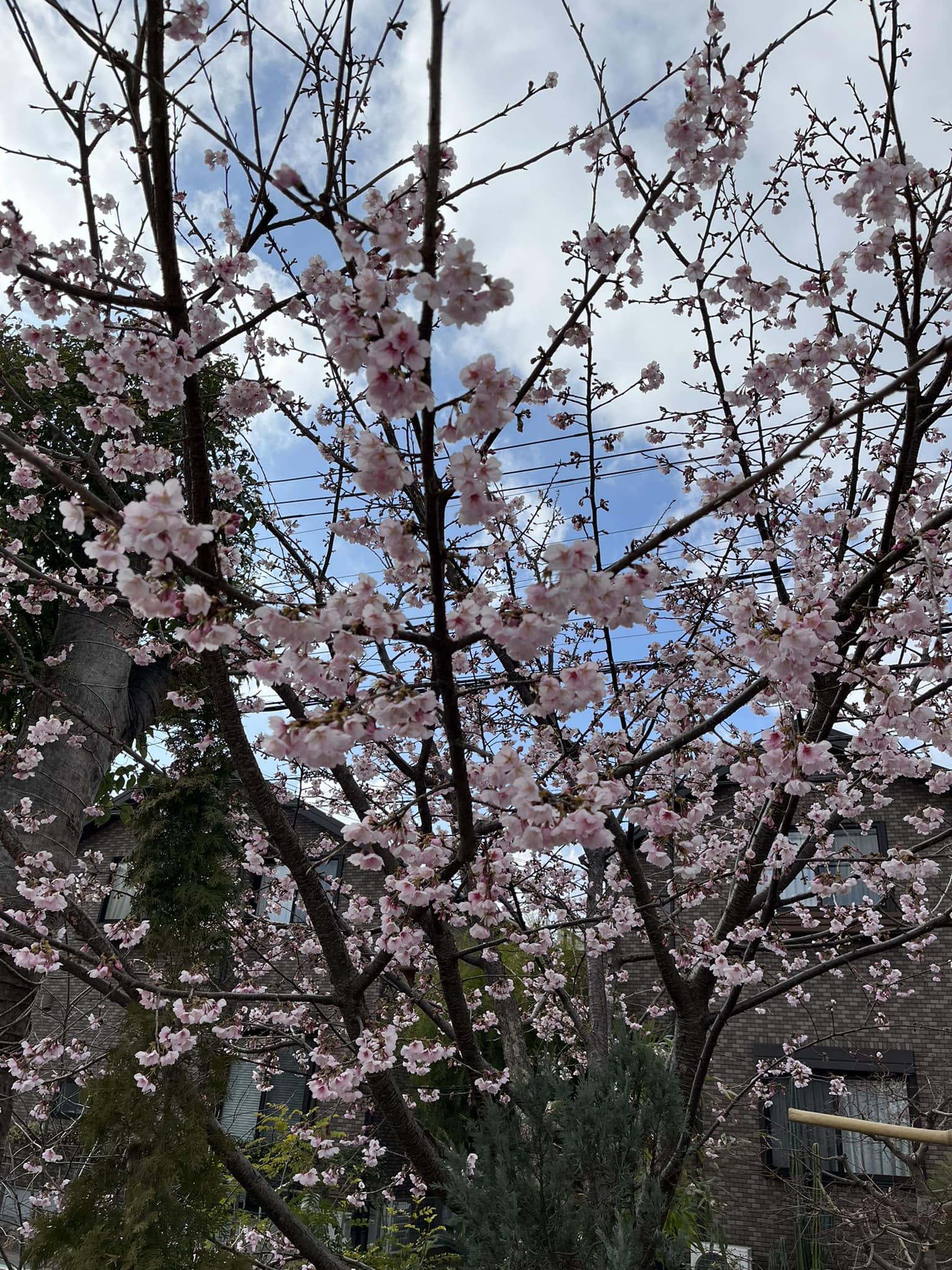 安行桜は花盛り