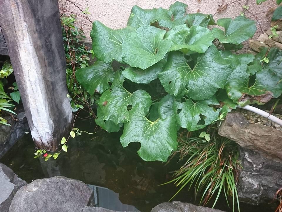 本日雨にて休工、会社周りの植物