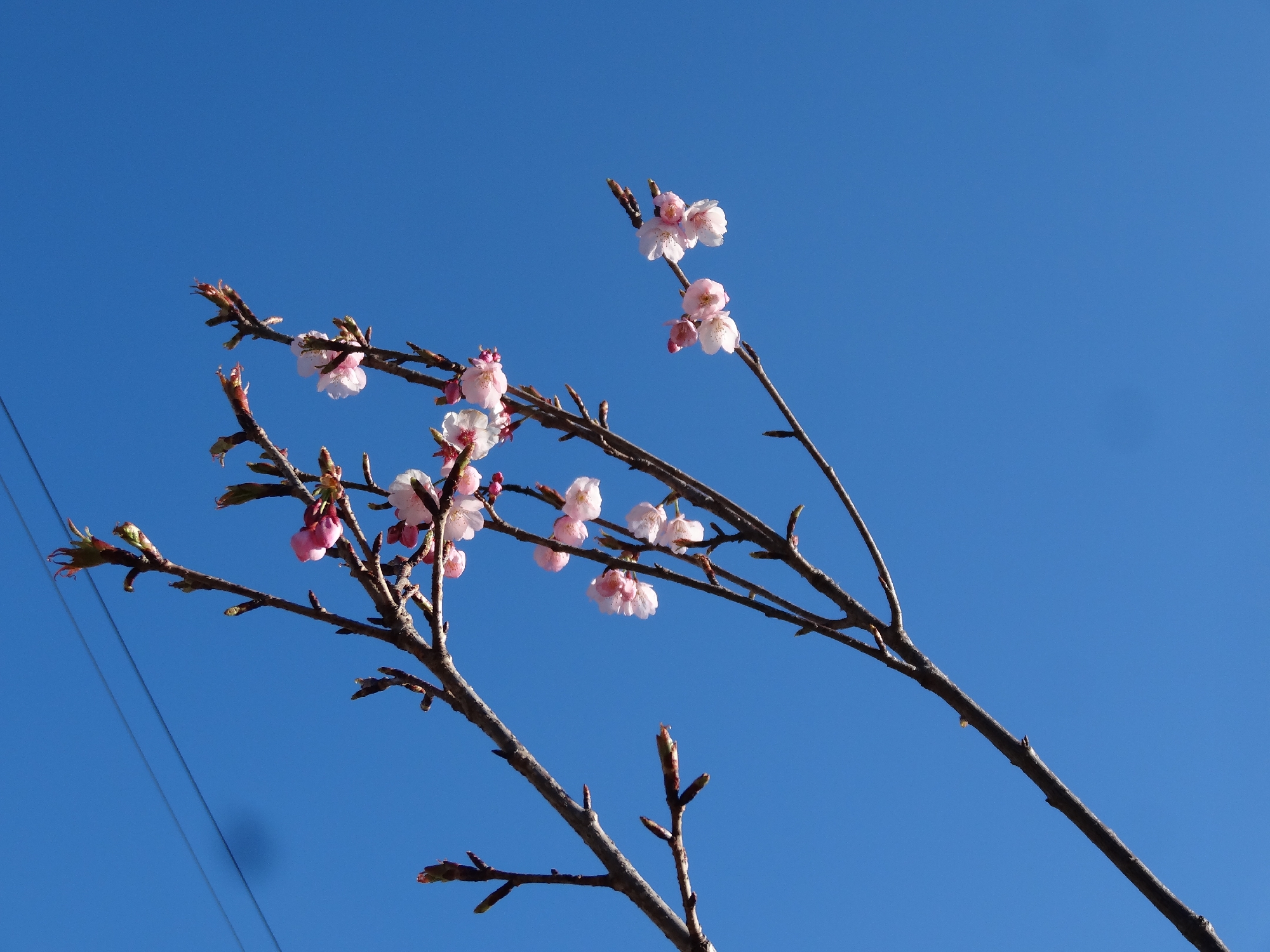 会社の”安行桜”が咲きました！