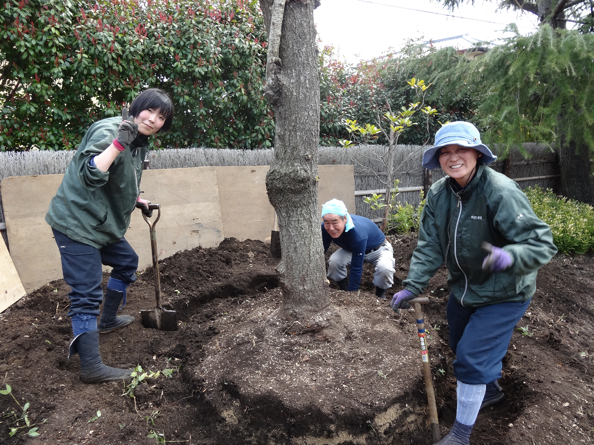 しだれ桜の植え替え①