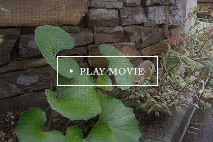 Play movie