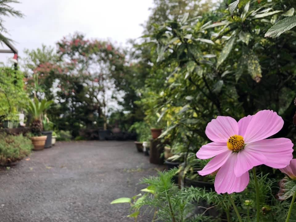 涼秋の秋雨