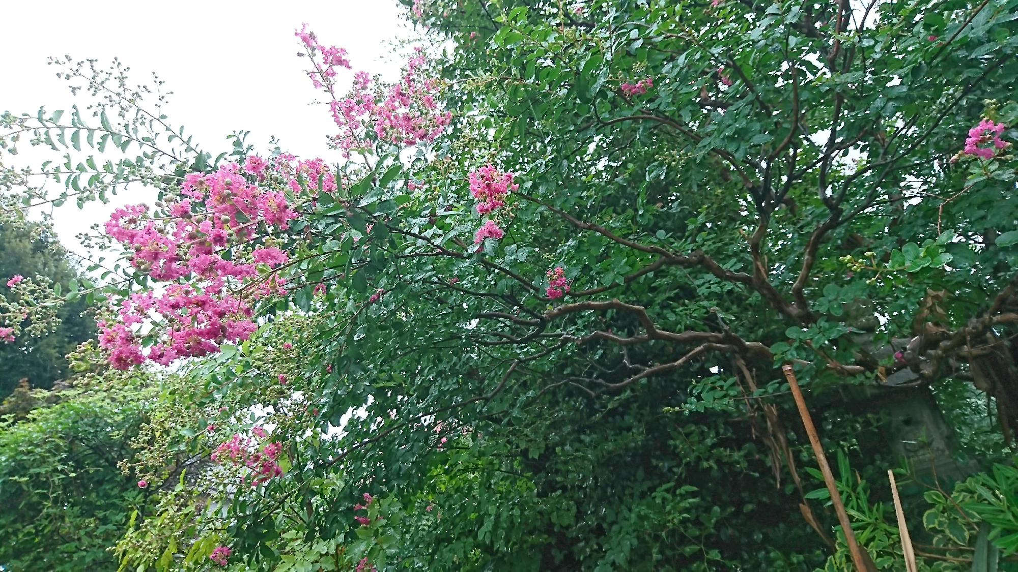 本日雨。安行庭苑・百日紅（サルスベリ）